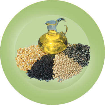 Fresh Organic Mustard Leaves 